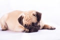 Cute pug dog feel boring Royalty Free Stock Photo