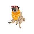 Cute pug dog in glasses and neckerchief