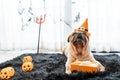 Cute pug dog with halloween costume party at home Royalty Free Stock Photo