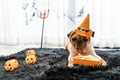 Cute pug dog with halloween costume party at home