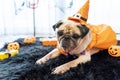 Cute pug dog with halloween costume party at home Royalty Free Stock Photo