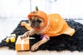 Cute pug dog with halloween costume party at home Royalty Free Stock Photo