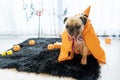 Cute pug dog with halloween costume party at home Royalty Free Stock Photo