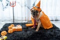 Cute pug dog with halloween costume party at home. Tongue sticking out with funny face Royalty Free Stock Photo