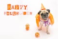 Cute Pug Dog with Halloween pumpkin looks surprised and tongue sticking out