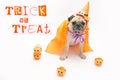 Cute Pug Dog with Halloween pumpkin looks surprised and tongue sticking out