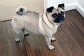 Cute pug dog Royalty Free Stock Photo