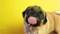 cute pug dog licks oil off transparent glass, pug tongue repeatedly and quickly licks glass.