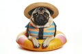 cute pug dog with life vest and floatation device Isolated on solid white background. ai generative