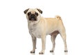 Cute pug dog looking at the camera while standing Royalty Free Stock Photo