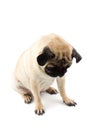 Cute pug dog looking down. Very sad dog isolated on white Royalty Free Stock Photo