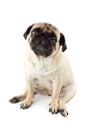 Cute pug dog looking innocent. Very sad dog isolated on white Royalty Free Stock Photo