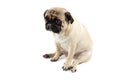 Cute pug dog looking innocent. Very sad dog isolated on white Royalty Free Stock Photo