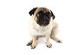 Cute pug dog looking innocent. Very sad dog isolated on white Royalty Free Stock Photo