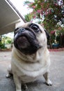 Cute pug dog Royalty Free Stock Photo