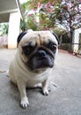 Cute pug dog Royalty Free Stock Photo