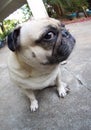 Cute pug dog Royalty Free Stock Photo