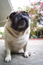 Cute pug dog Royalty Free Stock Photo