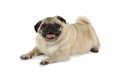 Cute pug dog lying in a studio Royalty Free Stock Photo