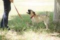 Cute pug dog and owner at a park Royalty Free Stock Photo