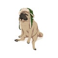 Cute pug dog pet in trapper cap