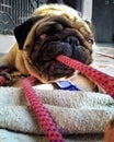 A Cute Pug Dog Plays Tug Of War Royalty Free Stock Photo