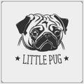 Cute Pug Dog Portrait. Emblem For Pets Shop. Print Design For T-shirts.