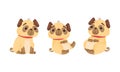 Cute Pug Dog Puppy with Red Collar in Sitting Pose Vector Set Royalty Free Stock Photo