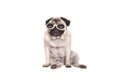 Cute pug dog puppy wearing dog goggles, on white background