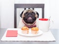 A cute pug dog in a red butterfly with cupcakes and tea. Royalty Free Stock Photo