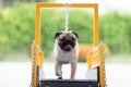 Cute Pug dog running on dog treadmill for exercise diet and healthy