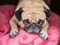 Cute Pug dog with a sad Royalty Free Stock Photo