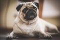 A cute Pug dog Royalty Free Stock Photo