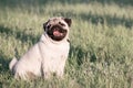 Cute Pug dog siting in green grass licking its nose with tongue at summer sunny day Royalty Free Stock Photo