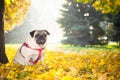 A cute pug dog sits in yellow foliage against the backdrop of an autumn city park