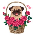 Cute pug dog sitting in a basket of roses vector cartoon illustration isolated on white. Pets, love, friends, thank you, romance,