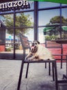 cute pug dog, sitting in a happy smile chair at a coffee shop