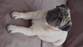 Cute pug dog sitting on sofa at home and emotional looks up at the camera. Pets friendly hotel or home room