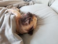 Cute pug dog sleep on pillow in the bed and wrap with blanket feel happy time Royalty Free Stock Photo