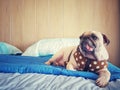 Cute pug dog sleep rest in the bed and tongue sticking out in the lazy time Royalty Free Stock Photo