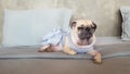 Cute pug dog sleep rest in the bed and tongue sticking out in the lazy time Royalty Free Stock Photo