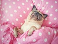 Cute pug dog sleep rest in the bed, wrap with blanket and tongue sticking out in lazy time Royalty Free Stock Photo