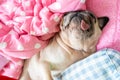 Cute pug dog sleep rest in the bed, wrap with blanket and tongue sticking out in the lazy time Royalty Free Stock Photo