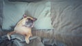 Cute pug dog sleep rest in the bed, wrap with blanket and tongue sticking out in the lazy time Royalty Free Stock Photo