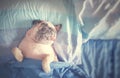 Cute pug dog sleep rest in the bed, wrap with blanket and tongue sticking out in the lazy time Royalty Free Stock Photo