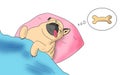 Cute pug dog sleep rest in the bed, wrap with blanket and tongue sticking out in the lazy time and dreaming for the bones Royalty Free Stock Photo