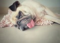 Cute pug dog sleep rest on the floor, over the mat and tongue sticking out in the lazy time Royalty Free Stock Photo