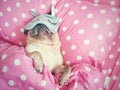 Cute pug dog sleep rest with funny mask in the bed, wrap with blanket and tongue sticking out in the lazy time Royalty Free Stock Photo