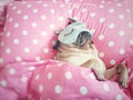 Cute pug dog sleep rest with funny mask in the bed, wrap with blanket and tongue sticking out in the lazy time Royalty Free Stock Photo