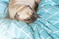Cute pug dog sleeping rest in her bed. Relaxation in the lazy times Royalty Free Stock Photo